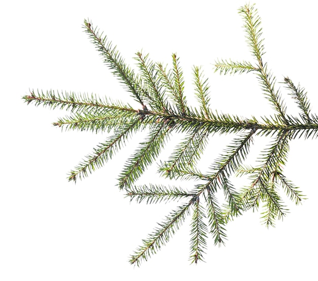 Photo spruce branch on white background isolate