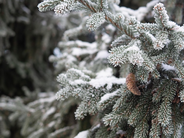 spruce branch with a cone in the frost