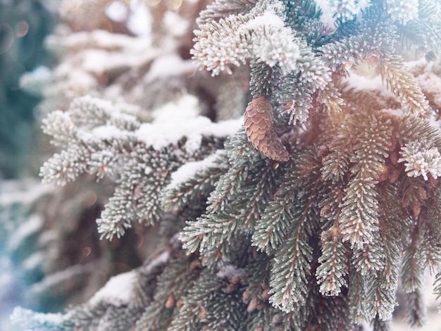 spruce branch with a cone in the frost