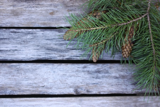 Spruce branch with cones on the aged wooden background close up