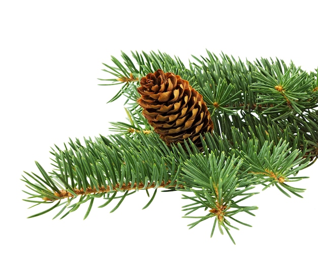 Spruce branch with cones isolated on white background. Fir tree branch. Spruce branch.