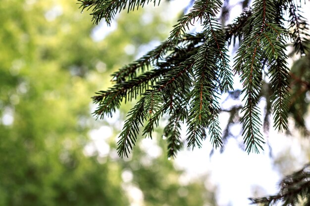 Spruce branch with drops of water