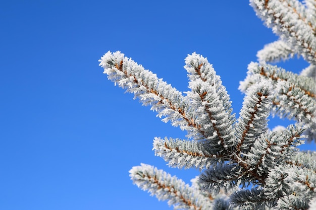 青空の背景に霜のあるトウヒの枝霜のクリスマスツリー