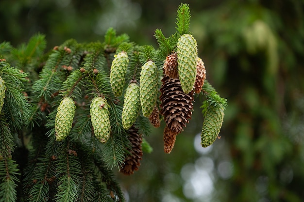 Spruce branch with young needles and a young spruce cones