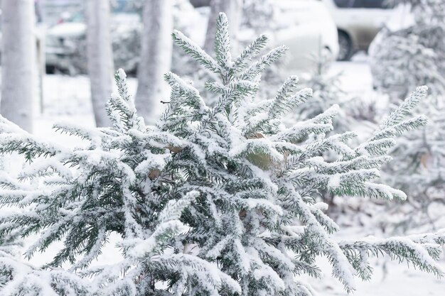 Spruce branche of little christmas tree with first snow snowy winter onset landscape natural background design