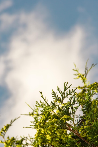 Spruce branches against cloudy blue sky