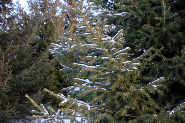 Spruce branches are covered with snow winter is in forest