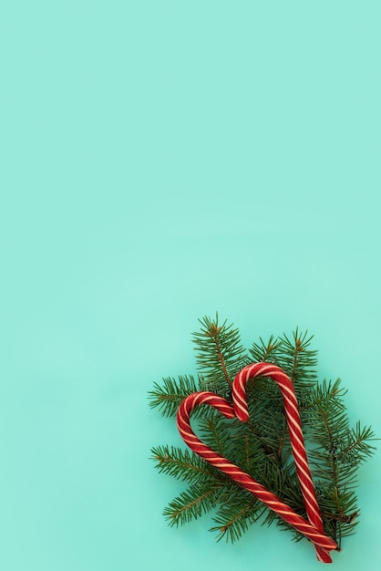 Spruce branches and candy canes isolated on blue