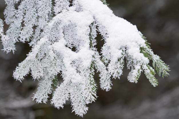 霜で覆われたトウヒの枝