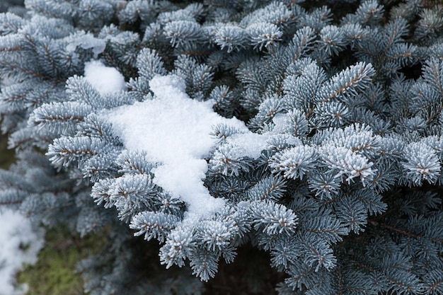 Spruce branches covered with frost Christmas tree with hoarfrost