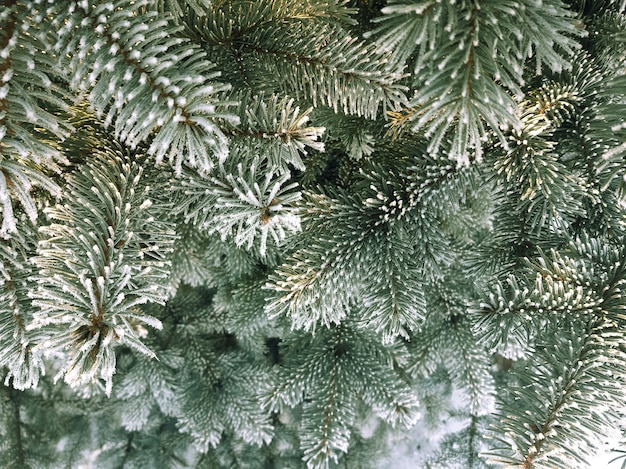 Spruce branches covered with frost. Winter Christmas evergreen tree background. Background of snow covered fir branches with selective focus.