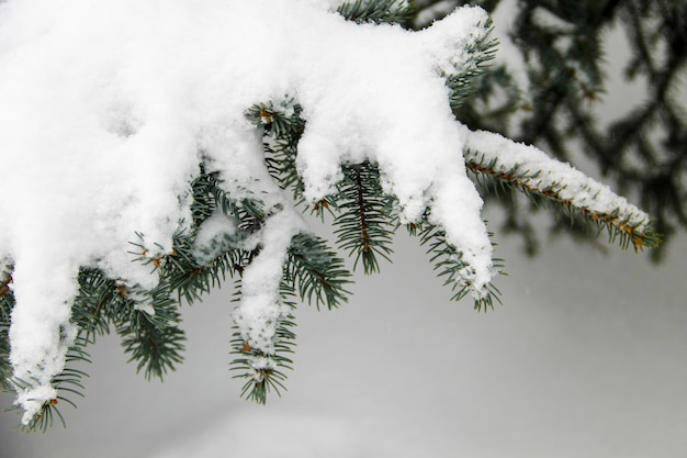 雪に覆われたトウヒの枝