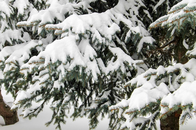 Spruce branches covered with snow