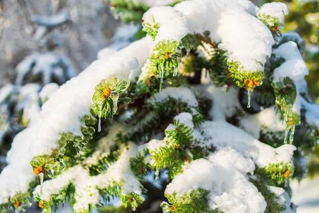 きらめく雪と氷で覆われたトウヒの枝モミの木の光沢のあるつらら冬の雪に覆われた森