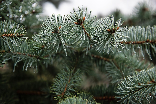 Spruce branches in drops of rain evergreen