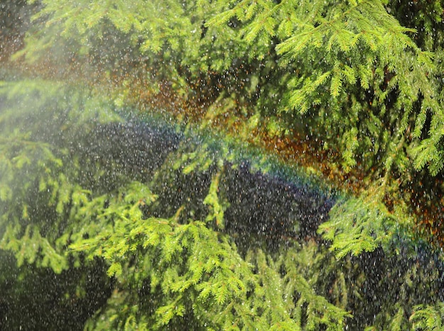 Spruce branches, forest tree in the rain, shining rainbow in\
the forest, beautiful bokeh, background