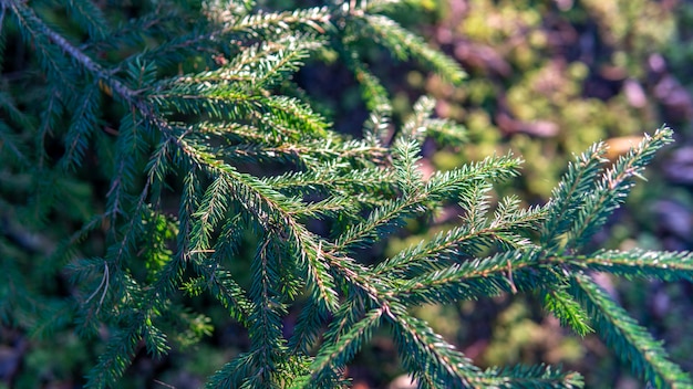 Spruce branches in the forest