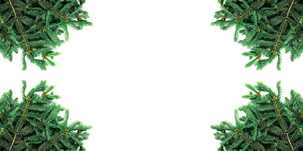 Photo spruce branches isolated on white background arranged at corners of frame template for greeting card for christmas or new year christmas theme design elements