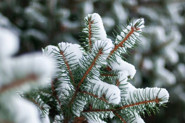 Spruce branches in snow closeup winter forest