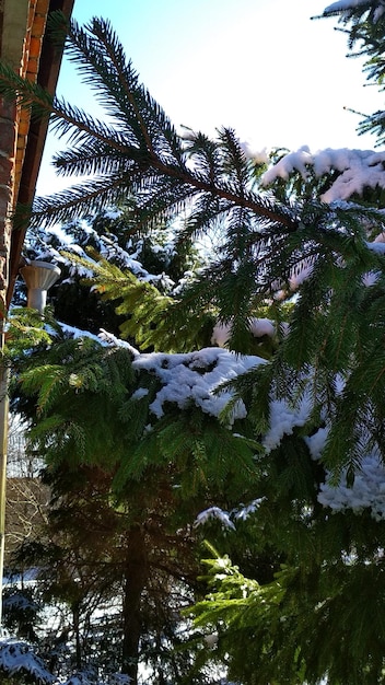 冬の雪の中でトウヒの枝