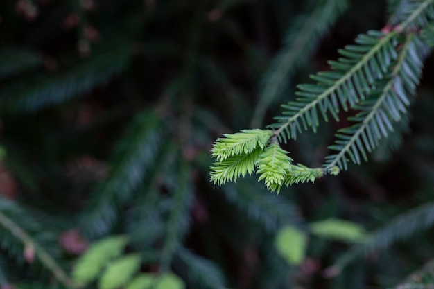 Spruce branches in spring closeup Natural coniferous green background