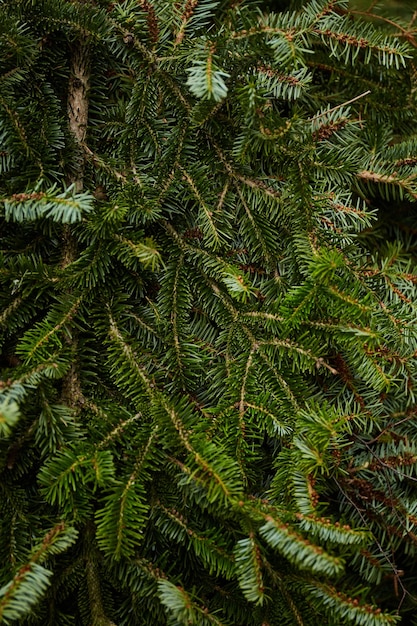 写真 トウヒの枝のテクスチャモミの背景