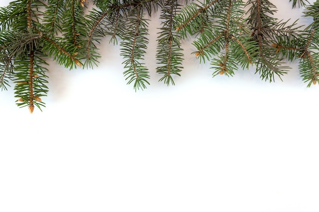 Spruce branches on a white background.