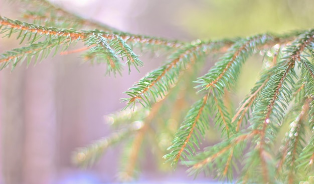 Spruce branches on whiteviolet blue pastel background shallow depth of field