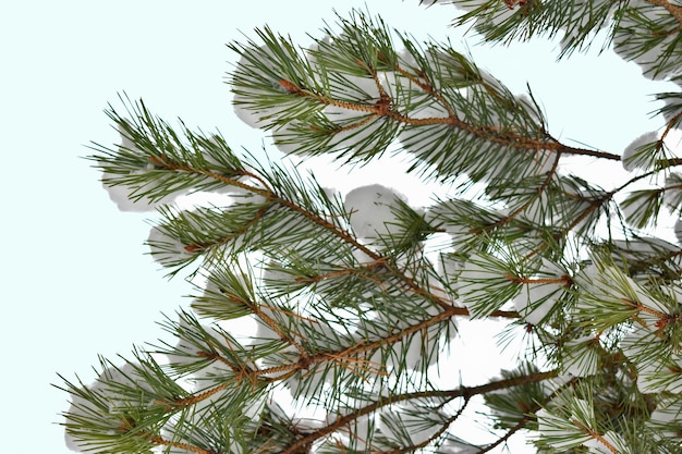 Spruce branches with cones in the snow