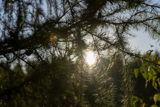 Spruce branches with green needles in sunny weather spruce with cones and prickly branches