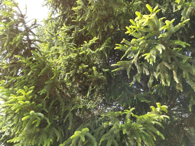 밝은 녹색 새싹이 있는 가문비나무 가지 태양 아래 무성한 나무 숲 배열