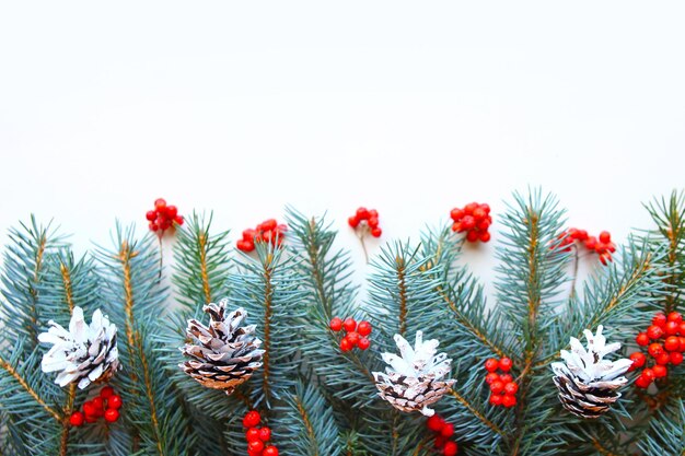 spruce branches with rowan berries and pine cones on white background copy space