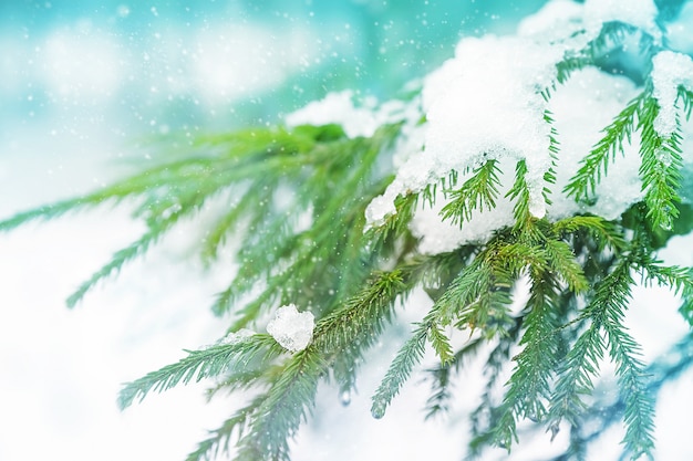 Spruce branches with snow in winter forest. Close up image