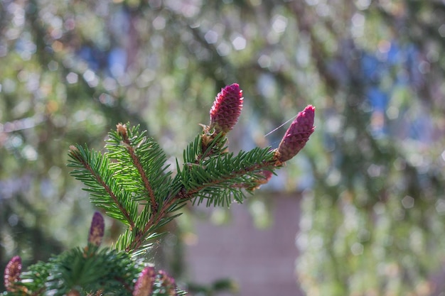 Spruce branches with young cones closeup