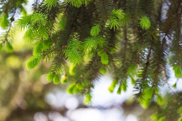 Spruce branches with young sprouts in the park ecological concept