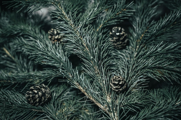 Spruce branches