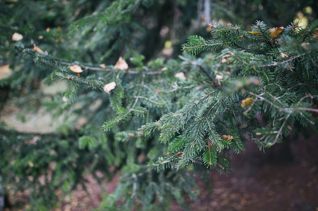 Spruce branches