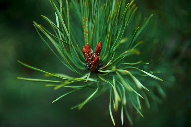 Spruce buds ripened in the spring The growth of a plant close