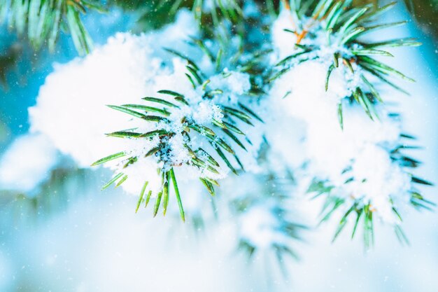 冬の森の雪とトウヒのクリスマスツリーの枝。芸術的なイメージをクローズアップ。自然な冬の背景。抽象的なクリスマスカード。