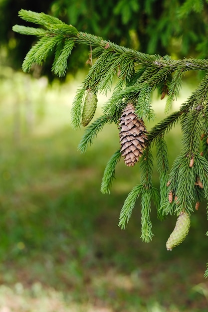 Spruce cone on a branch of a spruce tree in the forest in nature.