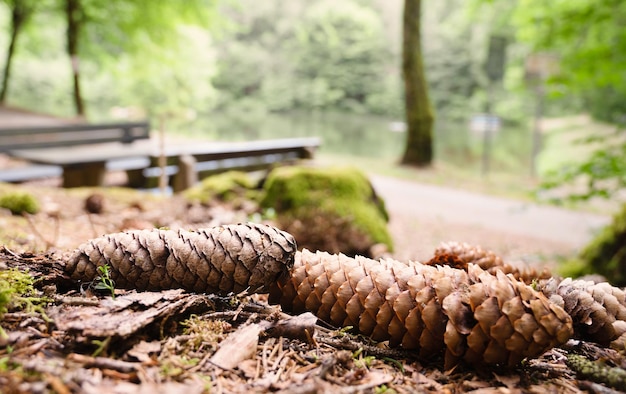 Spruce cones on the forest floor conifer woodland close up of the soil under the tree