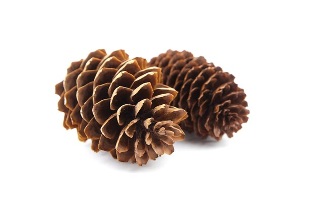 Spruce cones isolated on white background closeup