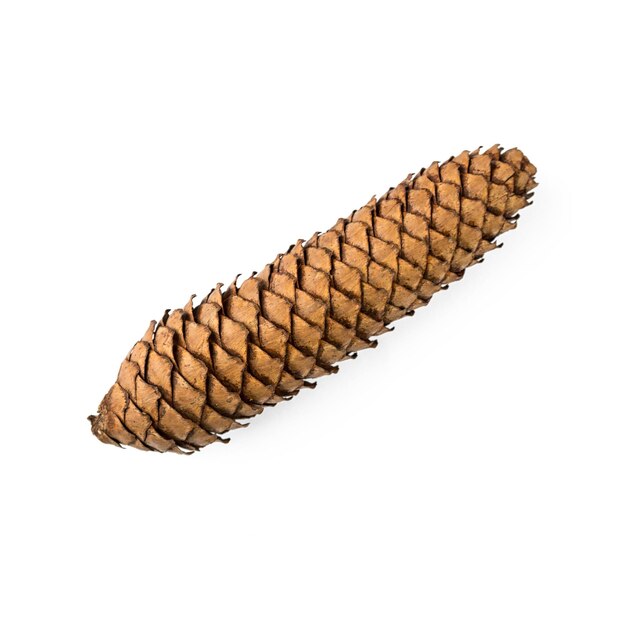 spruce cones isolated on white background