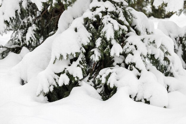 Spruce covered with snow in a winter forest in a snowdrift