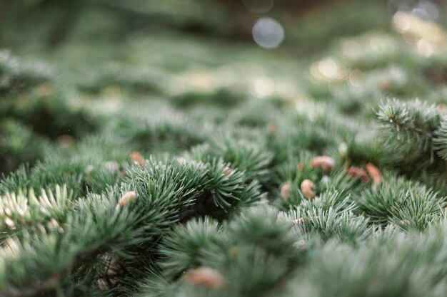 Spruce dennen ceder dennen pluizige takken met groene naalden prikkels close-up