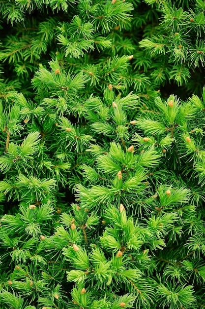 Gli abeti o i giovani rami degli abeti nella foresta l'abeto in fiore in primo piano in primavera