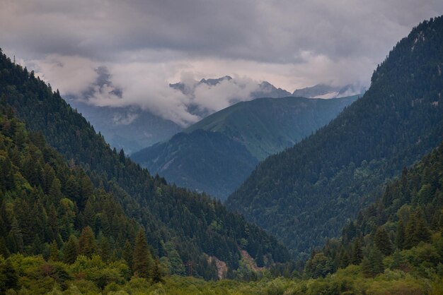 Spruce forest in the mountains