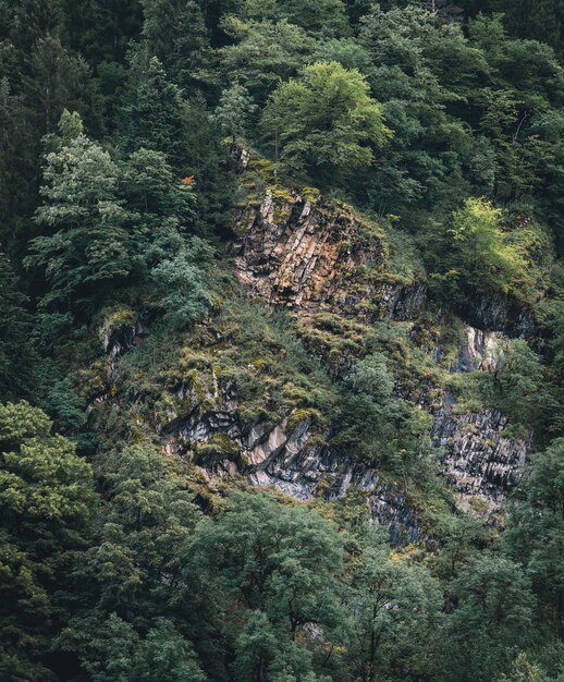 Spruce forest in the mountains