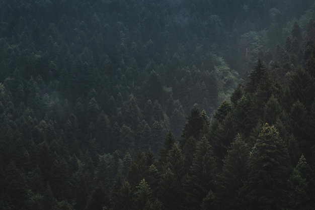 Spruce forest in the mountains