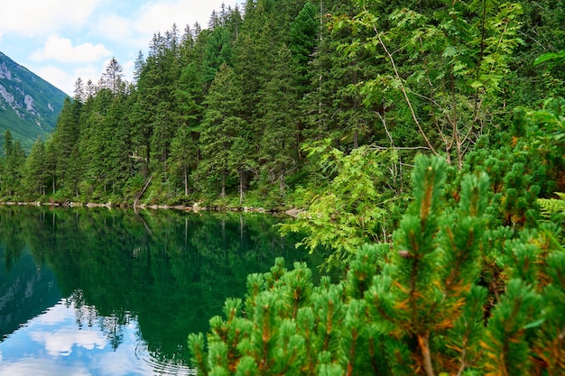 Еловый лес возле голубого озера в горах Татранский национальный парк в Польше Панорамный вид на озеро Морское Око или Морское око в долине пяти озер Природный ландшафт